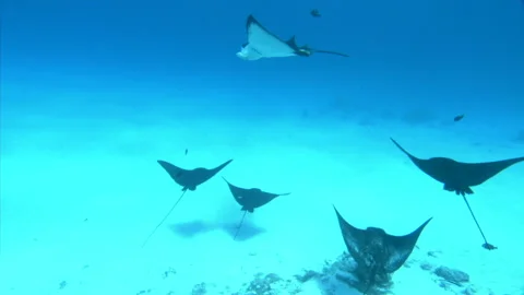 Manta Ray School Stock Footage 332779193
