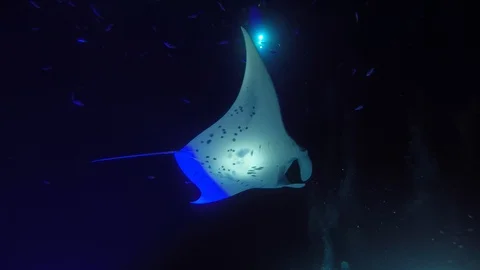 Manta Ray Scuba Dive off Big Island Stock Footage 114209689