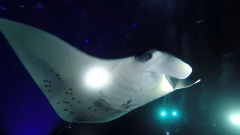 Manta Ray Scuba Dive Stock Footage 114209644