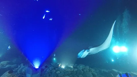 Manta Ray Scuba Dive Stock Footage 114209647