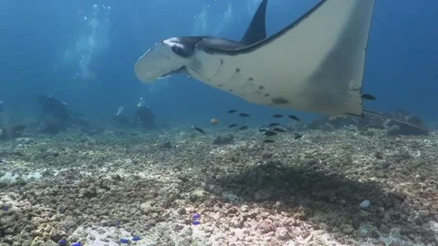 Manta Ray, Shark, Turtle on shallow reef Stock Footage 158036083