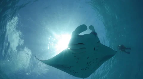 Manta Ray silhouettes Vídeo Stock 48069612