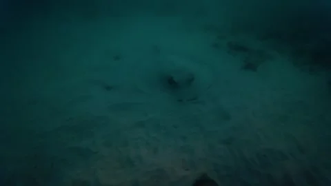 Manta Ray Sleeping Under The Sand Of The Seafloor Stock Footage 336537340