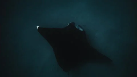 Manta ray with small white tip of under wing glides with mouth open on sand Vídeos de archivo 278201387