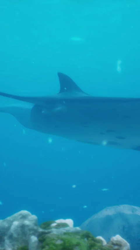 Manta ray is like a soaring bird over a colorful and diverse coral reef Stock Footage 274446312