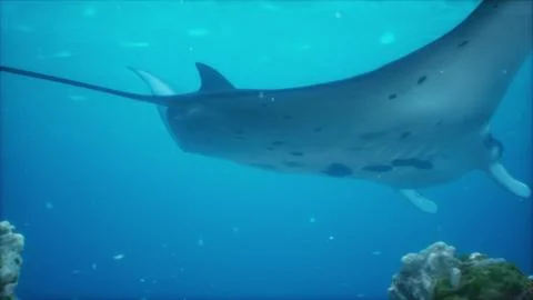 Manta ray is like a soaring bird over a colorful and diverse coral reef Stock Illustration