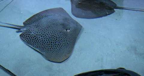 Manta Ray Stingray Fish In Blue Water Vídeos de archivo 91944951