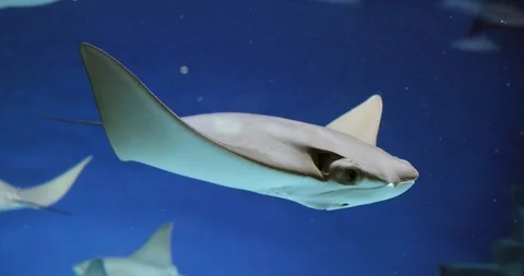 Manta Ray Stingray Fish In Blue Water Vídeos de archivo 91945656