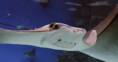 Manta Ray Stingray Fish In Blue Water Vídeos de archivo 91945778
