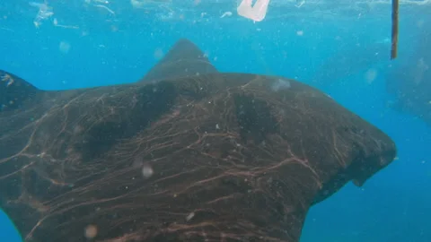 Manta ray stingray floats gracefully ocean surrounded by plastic debris. Concept Vídeos de archivo 245981768