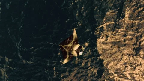 Manta ray on a sunset Stock Footage 256055543