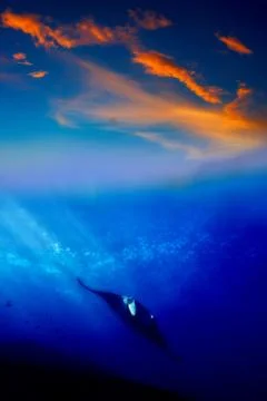 Manta Ray in the sunset Stock Photos