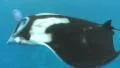 Manta Ray at the surface passing close to the camera SD Footage