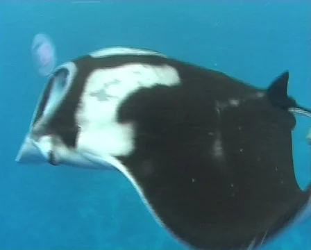 Manta Ray at the surface passing close to the camera  Stock Footage 572608