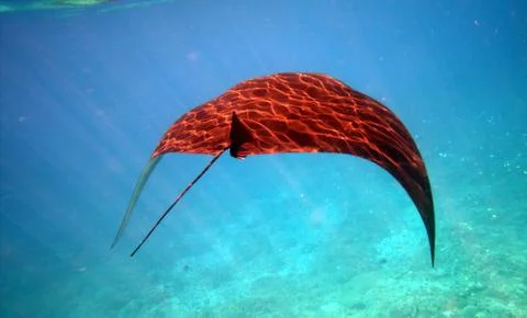 Manta ray at the surface Stock Photos