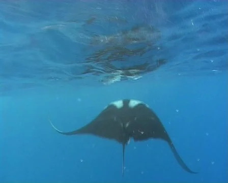 Manta ray at the surface - Rear view - underwater Stock Footage 572636