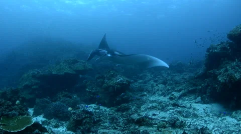 Manta Ray Swimming 2 Stock Footage 64307426