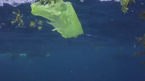 A Manta Ray  is swimming between plastic waste Stock Footage 74926454