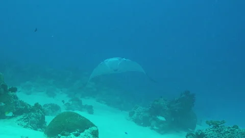Manta Ray swimming at camera Stock Footage 148326256