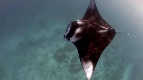 Manta ray swimming close to the surface of water Stock Footage 82685683