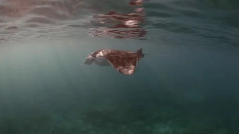 Manta ray swimming close to the surface of water Stock Footage 82685696