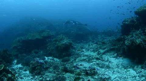 Manta Ray Swimming Stock Footage 64307452