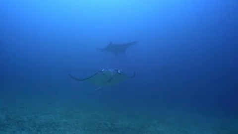 Manta Ray Swimming Stock Footage 80408686
