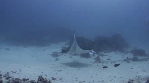Manta ray swimming gracefully Vidéo 40051561