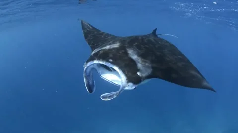 Manta Ray Swimming at Surface Stock Footage 66557371