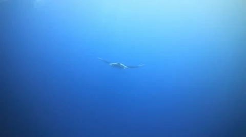 Manta ray swimming toward camera Stock Footage 11965735
