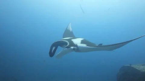 Manta ray swims by camera Stock Footage 50933002