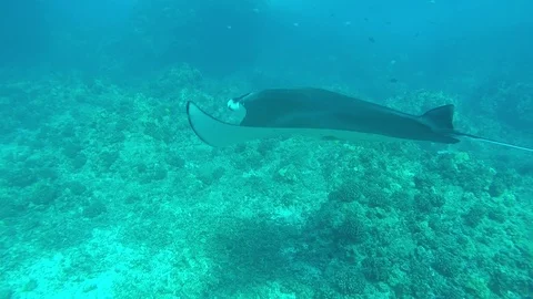 Manta Ray swims by camera Stock Footage 71378034