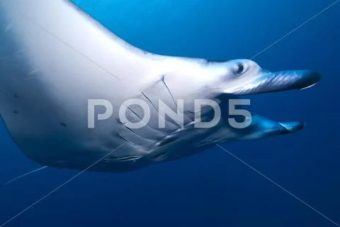 Manta Ray swims close Stock Photos