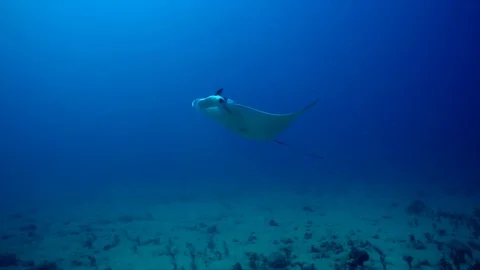 Manta ray swims closely overhead Stock Footage 80573831