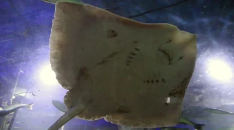 Manta ray swims Stock Footage 63350785