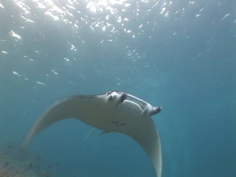 Manta Ray swims by Stock Footage 98477950