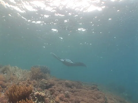 Manta Ray swims by Stock Footage 98477992