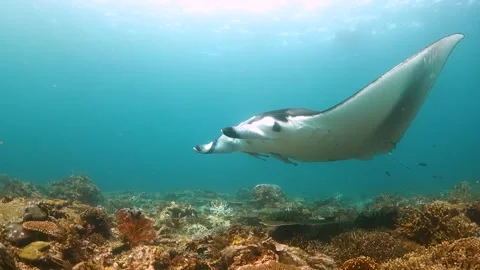 Manta ray swims in front of camera and away Stock Footage 130239577