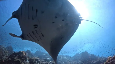 Manta ray swims overhead under sunlight in tropical ocean coral reef Vídeo Stock 346597772
