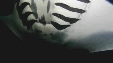 Manta ray swims right at camera, feeding at night 스톡 동영상 148471335