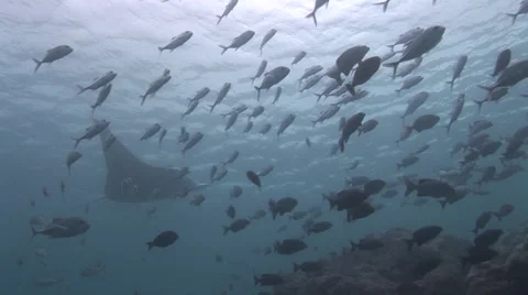 Manta Ray Swims Through School of Jacks Video stock 55383115