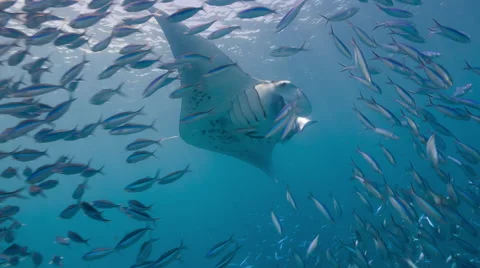 Manta Ray swims through school of fish Stock Footage