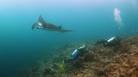 Manta ray swims towards the camera and overhead Stock Footage 130239596