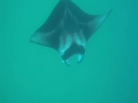 Manta Ray Swims under Camera and off into Distance, Maldives Stock Footage 81041506