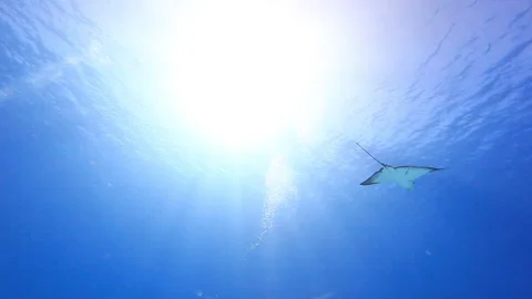 Manta ray under sun light Stockbeeldmateriaal 160085633