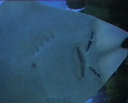 Manta Ray (underside view) Stock-Footage 22512921
