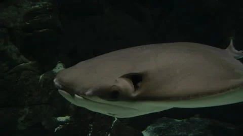 Manta Ray Underwater Stock Footage 1097781
