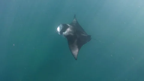 Manta ray underwater Video stock 116442875