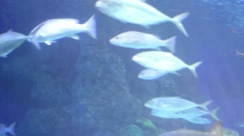 Manta ray1 1 Stock Footage 7755377