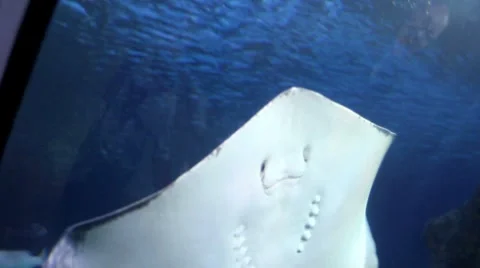 Manta ray2 1 Video stock 7755390